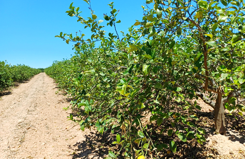 El Gobierno regional declara la clorosis nervial amarilla como enfermedad vegetal 